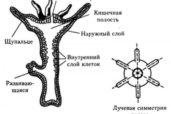 Магазин кракен дарк