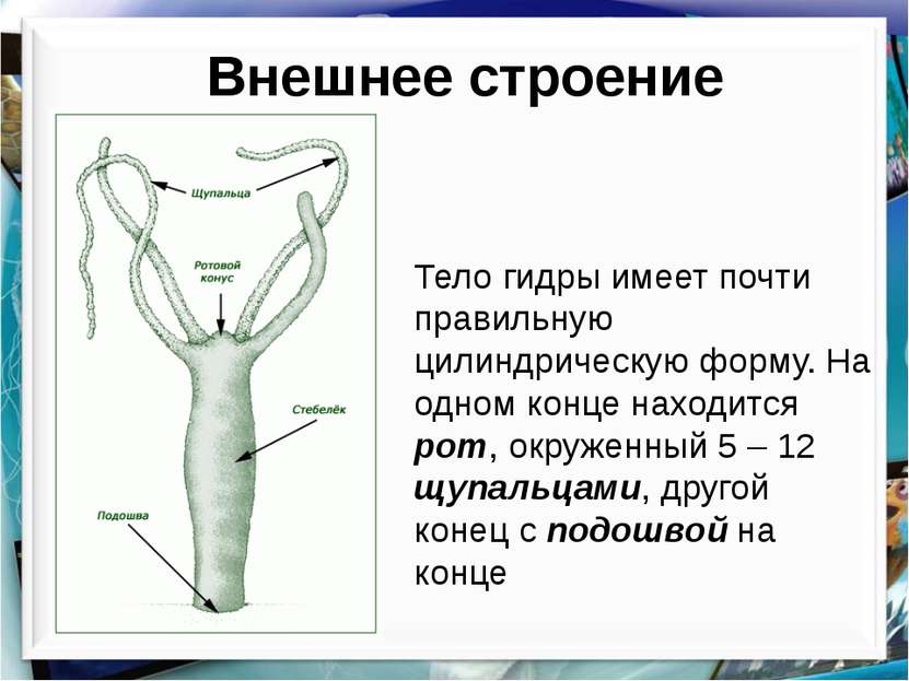 Кракен сайт ссылка